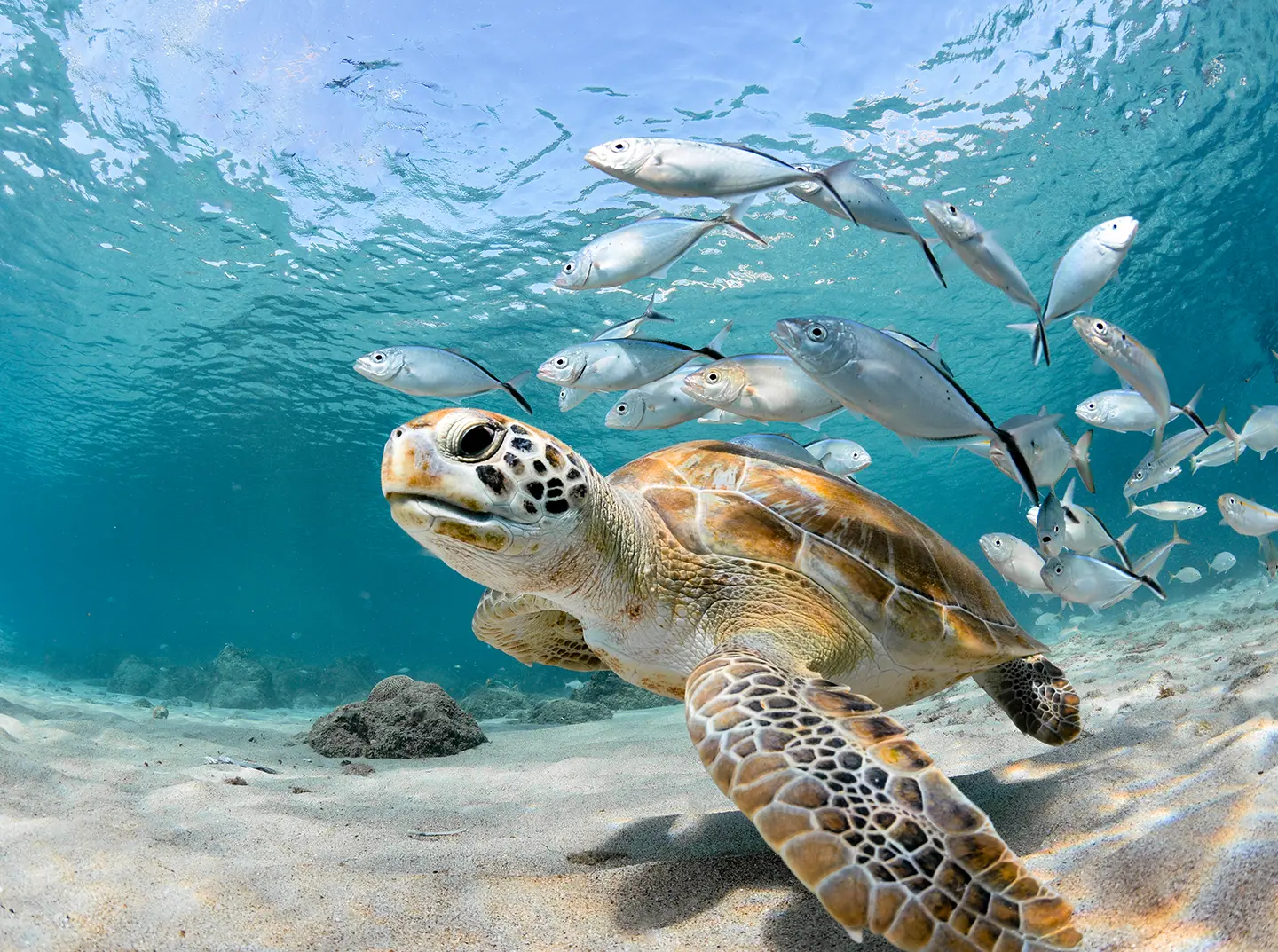 Caribbean sea turtle and reef fish — Catamaran Charter Caribbean