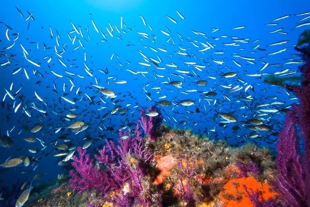 The Best Diving Spots For A Yacht Holiday Between Corsica And Sardinia 4